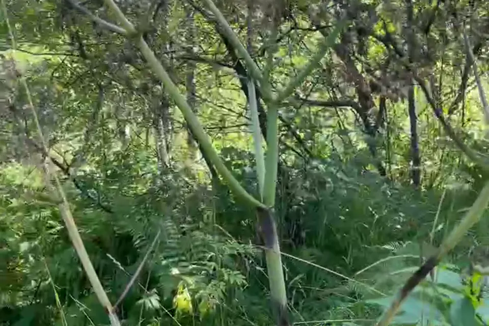 Дягиль на Кӱч Ару-Туу