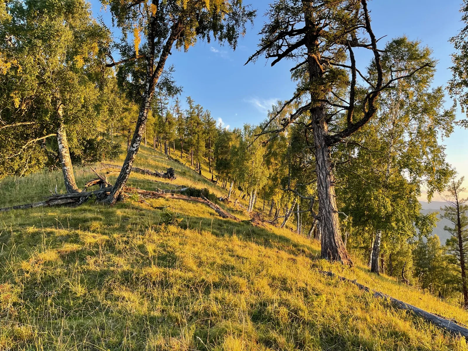 Осенний лес в золотом свете